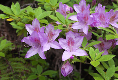 Rhododendron macrosepalum