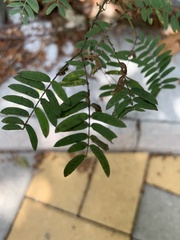 Tracheophyta