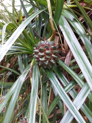 Pandanaceae