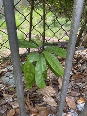 Ficus hispida