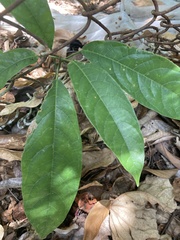 Magnoliopsida