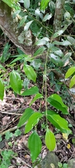 Cinnamomum osmophloeum