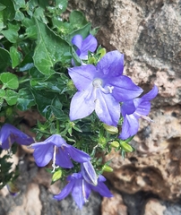 Campanula isophylla
