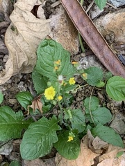 Angiospermae