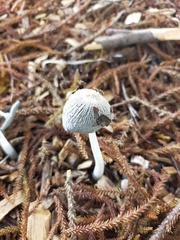 Coprinopsis