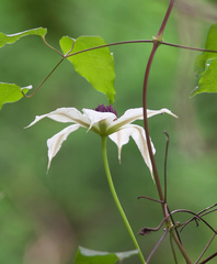 Clematis patens