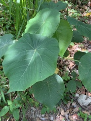 Macaranga tanarius