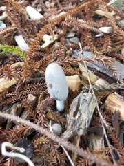 Coprinopsis