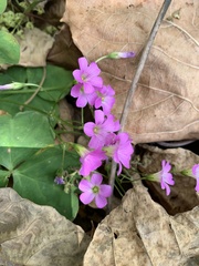 Oxalis