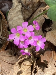 Oxalis