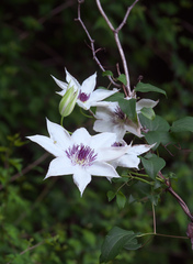 Clematis patens