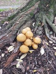Gymnopilus junonius
