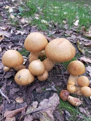 Gymnopilus junonius