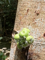 Ficus