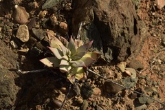 Dudleya gatesii