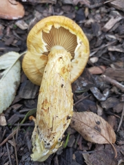 Gymnopilus junonius