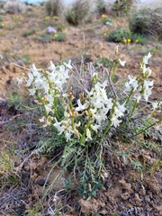 Astragalus reventiformis