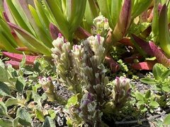 Castilleja ambigua