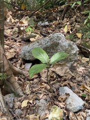 Ficus hispida