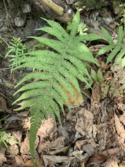 Christella parasitica