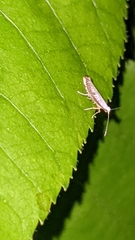 Argyresthia subreticulata