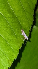 Argyresthia subreticulata