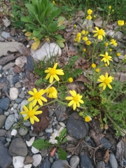 Senecio leucanthemifolius