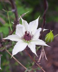 Clematis patens