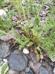 Senecio leucanthemifolius