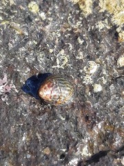 Micrelenchus sanguineus