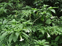 Brugmansia suaveolens