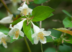 Diabelia spathulata