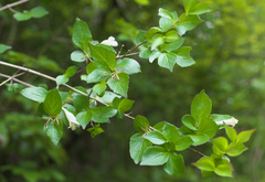 Diabelia spathulata