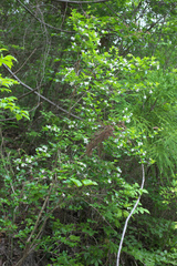 Diabelia spathulata
