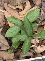 Ficus hispida