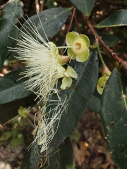 Syzygium