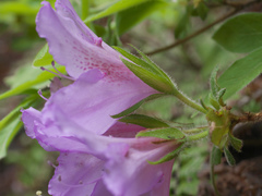 Rhododendron macrosepalum