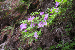 Rhododendron macrosepalum