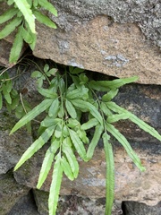 Polypodiopsida