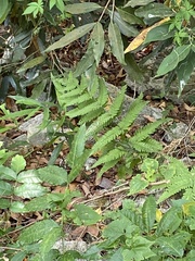 Woodwardia japonica
