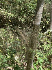 Miscanthus sinensis