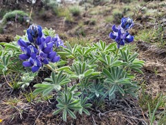 Lupinus saxosus
