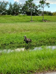 Haliaeetus leucocephalus leucocephalus