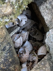 Gastropoda