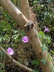 Ipomoea cairica