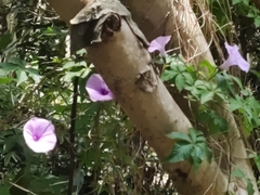 Ipomoea cairica