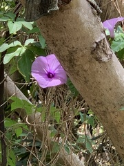 Ipomoea cairica