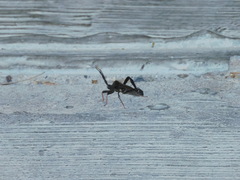 Acanthocephala thomasi