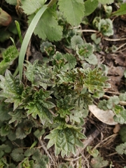 Urtica dioica