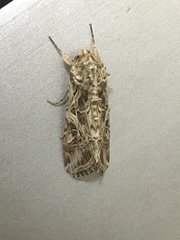 Spodoptera